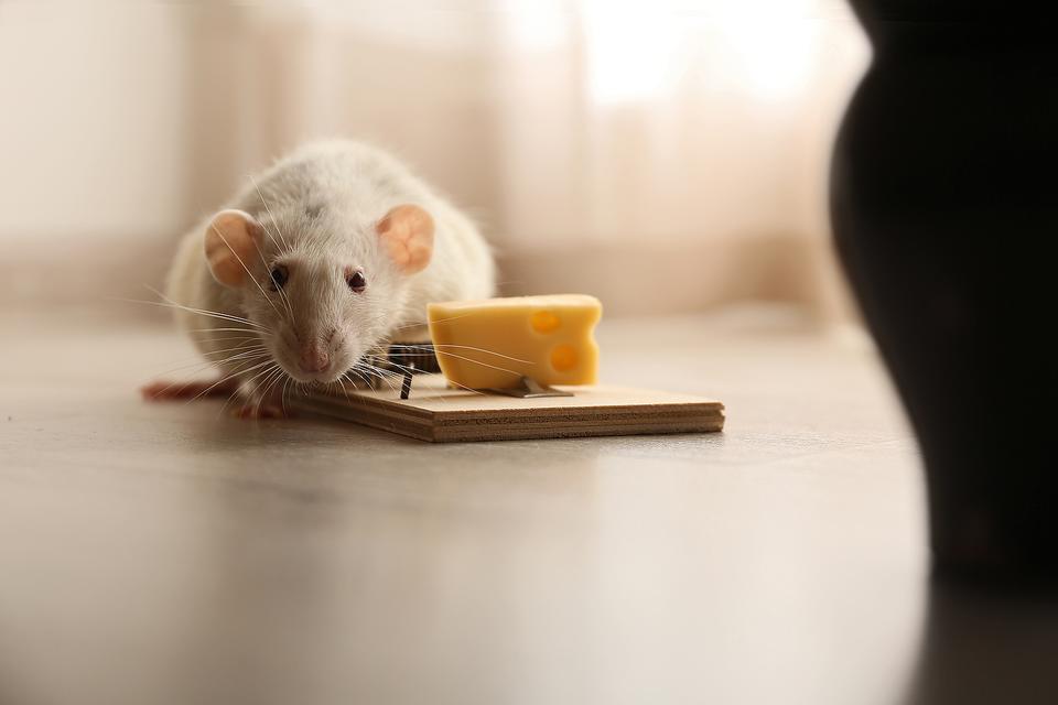 Natural And Cruelty-Free Pest Control: Rats And Mice