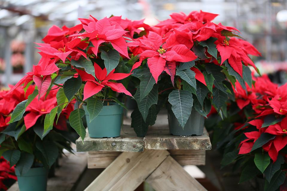 5 Traditional Holiday Plants That Are Dangerous to Kids & Pets!