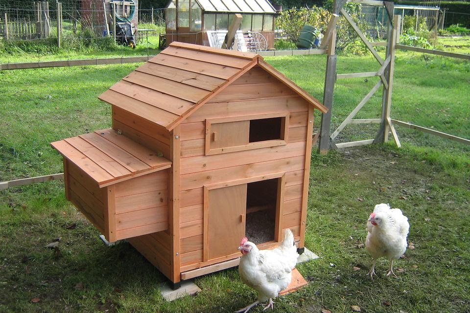 DIY Chicken Coops: What's the Scoop on the Backyard Chicken Coop?