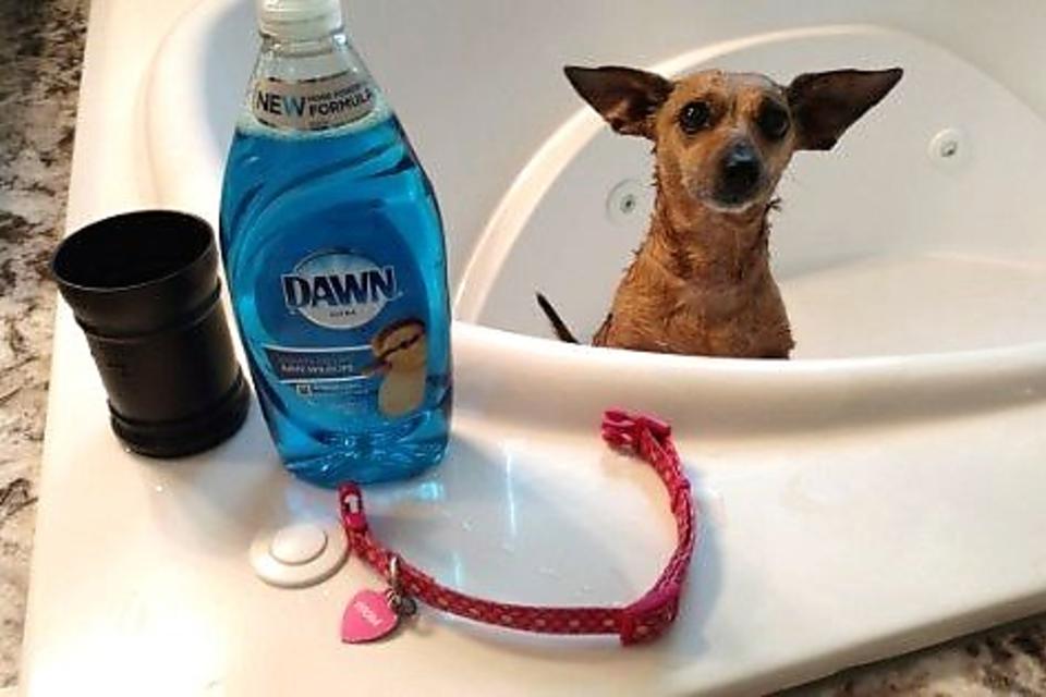 How to Get Rid of Fleas on Pets Another Surprising Way Dawn