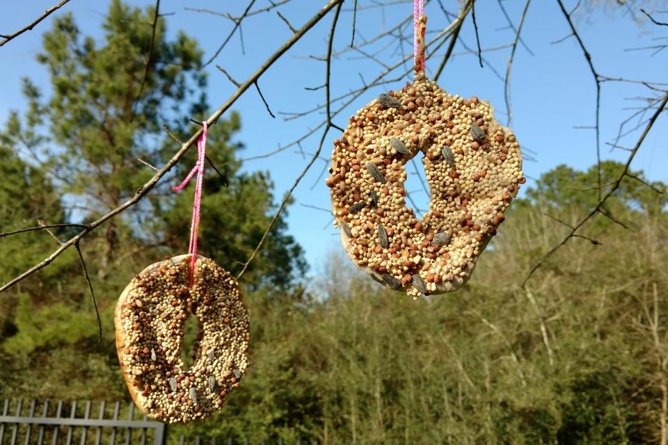 Image result for feeding wild bird bagels