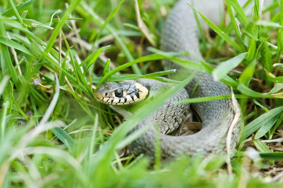 Snakebites: Tips to Help Prevent Getting Bit By a Snake & How to Respond If You Are