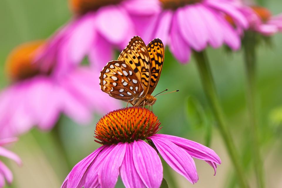 Thumb Not So Green? You Can Still Grow a Butterfly & Hummingbird Flower Garden (Stress Relief Guaranteed)!