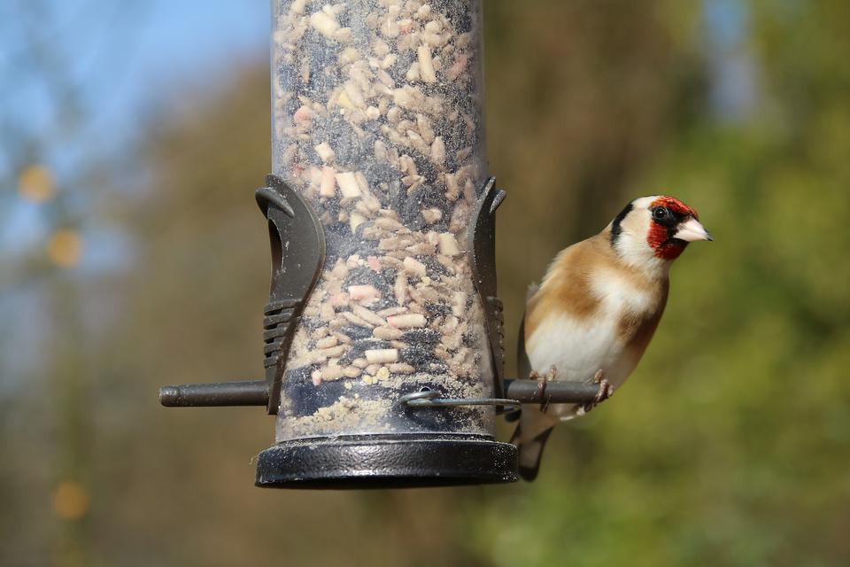 Want to Bring Meaning & Purpose to Dish Washing? Feathered Friends Can Help! No Joke!