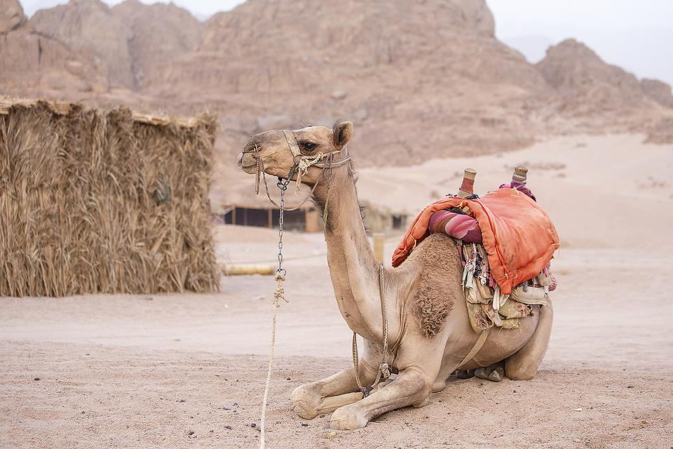 Riding Camels in Sharm el-Sheikh: What I Learned From a Bedouin Boy in the Egyptian Desert