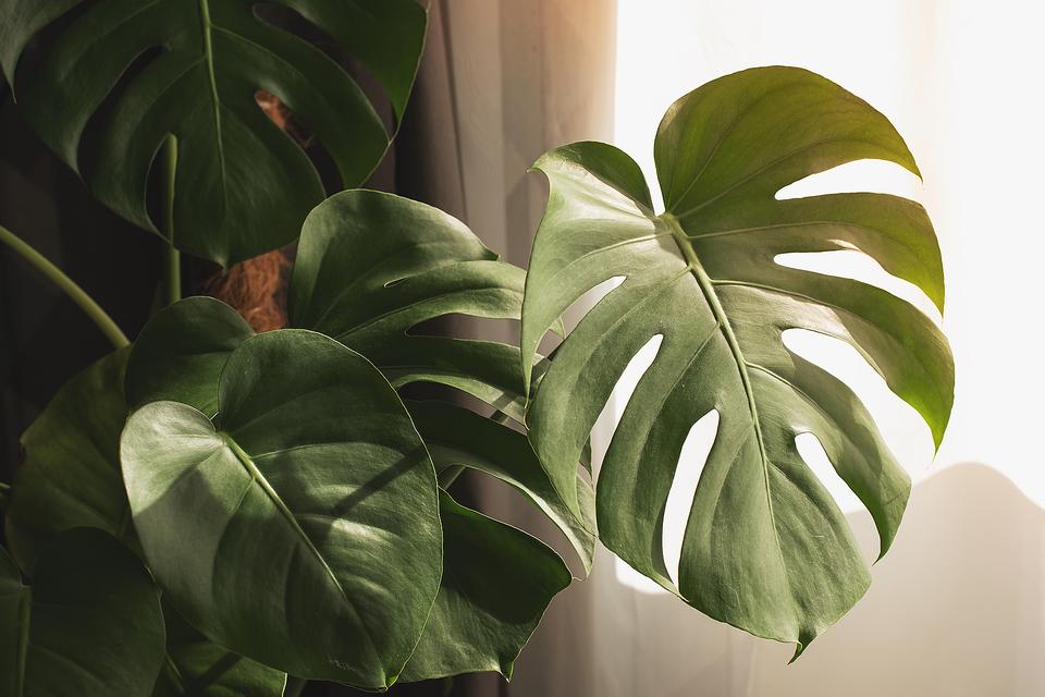 Easy-to-Grow Houseplants: 25 Live Plants for Indoors That You Can Buy Online