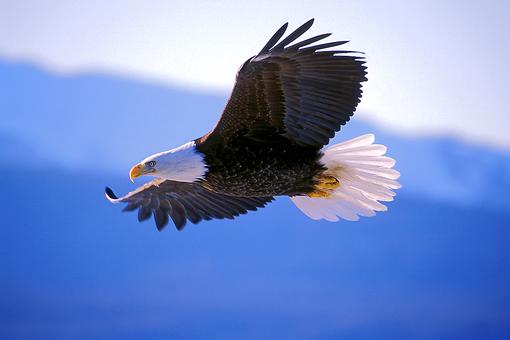 Bald Eagle Appreciation: The Migration of the Majestic Bald Eagles in Iowa & Illinois Along the Mississippi River